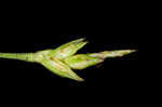 Wildenow's sedge